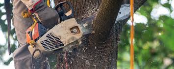 How Our Tree Care Process Works  in  Manheim, PA